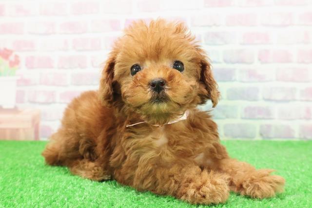 東京都のトイプードル(トイ) (Coo&RIKU浅草店/2025年11月23日生まれ/女の子/レッド)の子犬の3枚目の画像