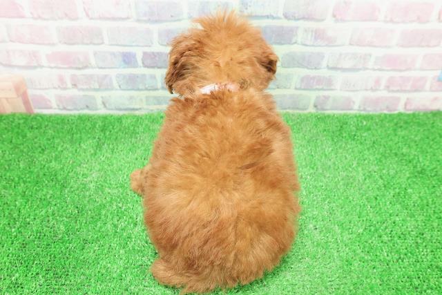 東京都のトイプードル(トイ) (Coo&RIKU浅草店/2025年11月23日生まれ/女の子/レッド)の子犬の4枚目の画像