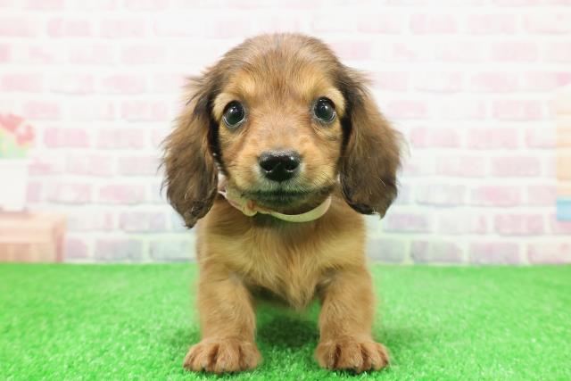 東京都のミニチュアダックスフンド(ロング) (Coo&RIKU三軒茶屋店/2025年11月23日生まれ/女の子/レッド)の子犬の1枚目の画像