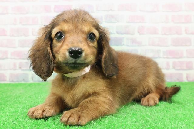 東京都のミニチュアダックスフンド(ロング) (Coo&RIKU三軒茶屋店/2025年11月23日生まれ/女の子/レッド)の子犬の2枚目の画像