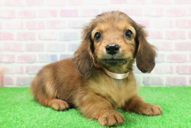 東京都のミニチュアダックスフンド(ロング) (Coo&RIKU三軒茶屋店/2025年11月23日生まれ/女の子/レッド)の子犬の3枚目の画像