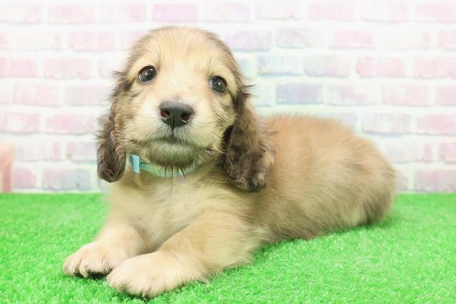 東京都のミニチュアダックスフンド(ロング) (Coo&RIKU板橋店/2025年12月3日生まれ/男の子/シェーデットイエロー)の子犬の2枚目の画像