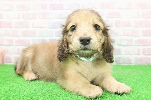 東京都のミニチュアダックスフンド(ロング) (Coo&RIKU板橋店/2025年12月3日生まれ/男の子/シェーデットイエロー)の子犬の3枚目の画像