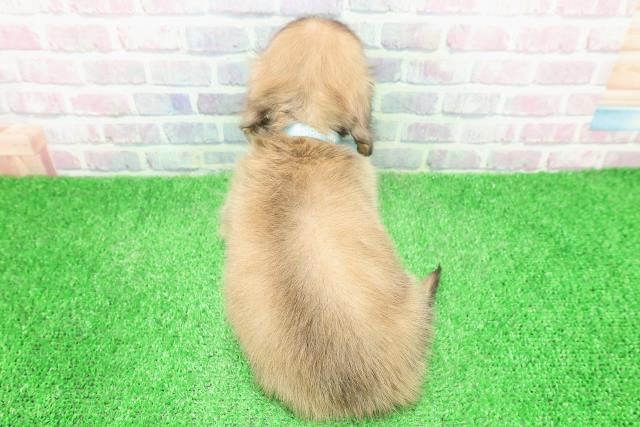 東京都のミニチュアダックスフンド(ロング) (Coo&RIKU板橋店/2025年12月3日生まれ/男の子/シェーデットイエロー)の子犬の4枚目の画像