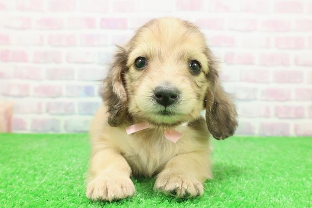 東京都のミニチュアダックスフンド(ロング) (Coo&RIKU大久保店/2025年12月3日生まれ/女の子/シェーデットイエロー)の子犬の1枚目の画像