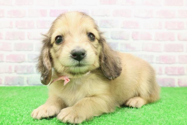 東京都のミニチュアダックスフンド(ロング) (Coo&RIKU大久保店/2025年12月3日生まれ/女の子/シェーデットイエロー)の子犬の2枚目の画像