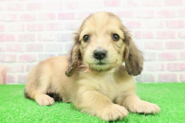 東京都のミニチュアダックスフンド(ロング) (Coo&RIKU大久保店/2025年12月3日生まれ/女の子/シェーデットイエロー)の子犬の3枚目の画像