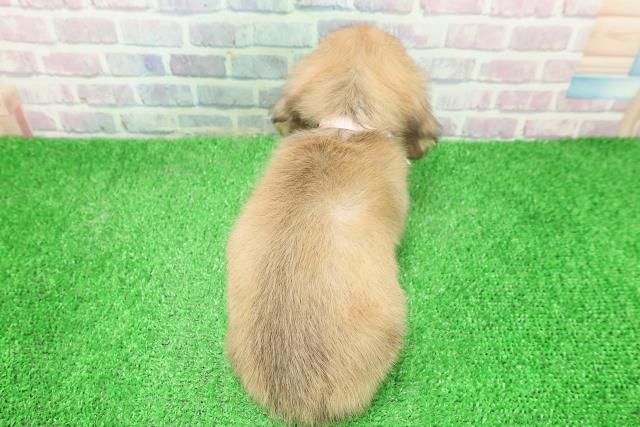 東京都のミニチュアダックスフンド(ロング) (Coo&RIKU大久保店/2025年12月3日生まれ/女の子/シェーデットイエロー)の子犬の4枚目の画像