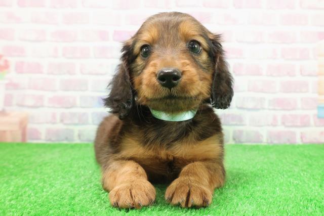 神奈川県のミニチュアダックスフンド(ロング) (Coo&RIKU横浜旭店/2025年12月3日生まれ/男の子/シェーデットレッド)の子犬の1枚目の画像