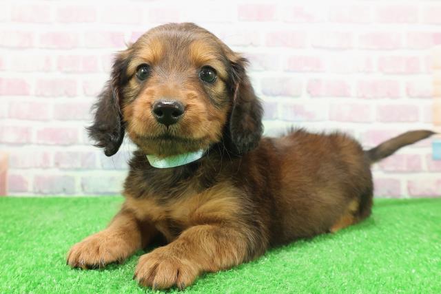 神奈川県のミニチュアダックスフンド(ロング) (Coo&RIKU横浜旭店/2025年12月3日生まれ/男の子/シェーデットレッド)の子犬の2枚目の画像