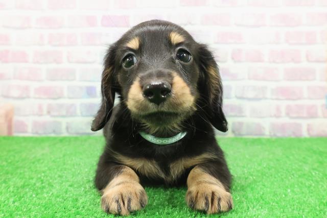 神奈川県のミニチュアダックスフンド(ロング) (Coo&RIKU相模原店/2025年11月30日生まれ/男の子/ブラックタン)の子犬の1枚目の画像