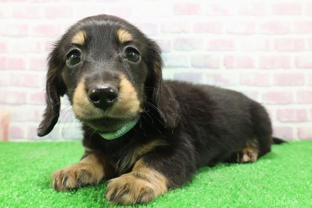 神奈川県のミニチュアダックスフンド(ロング) (Coo&RIKU相模原店/2025年11月30日生まれ/男の子/ブラックタン)の子犬の2枚目の画像