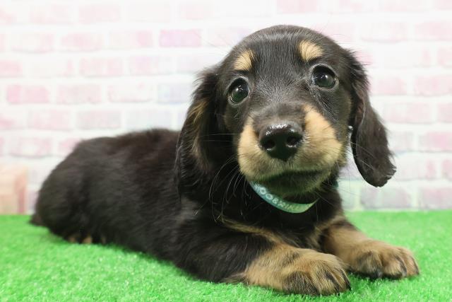 神奈川県のミニチュアダックスフンド(ロング) (Coo&RIKU相模原店/2025年11月30日生まれ/男の子/ブラックタン)の子犬の3枚目の画像