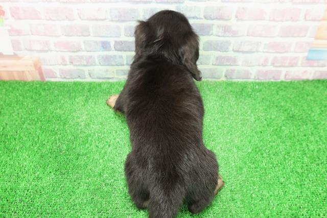 神奈川県のミニチュアダックスフンド(ロング) (Coo&RIKU相模原店/2025年11月30日生まれ/男の子/ブラックタン)の子犬の4枚目の画像