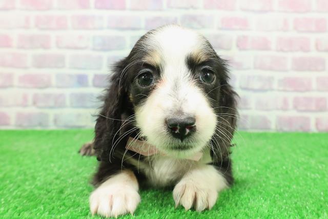 東京都のミニチュアダックスフンド(ロング) (Coo&RIKU池袋西口店/2025年11月30日生まれ/女の子/ブラックタンパイボールド)の子犬の1枚目の画像