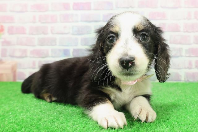 東京都のミニチュアダックスフンド(ロング) (Coo&RIKU池袋西口店/2025年11月30日生まれ/女の子/ブラックタンパイボールド)の子犬の3枚目の画像