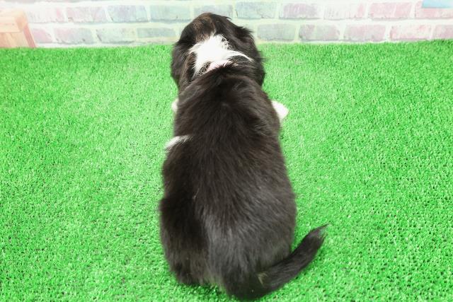 東京都のミニチュアダックスフンド(ロング) (Coo&RIKU池袋西口店/2025年11月30日生まれ/女の子/ブラックタンパイボールド)の子犬の4枚目の画像