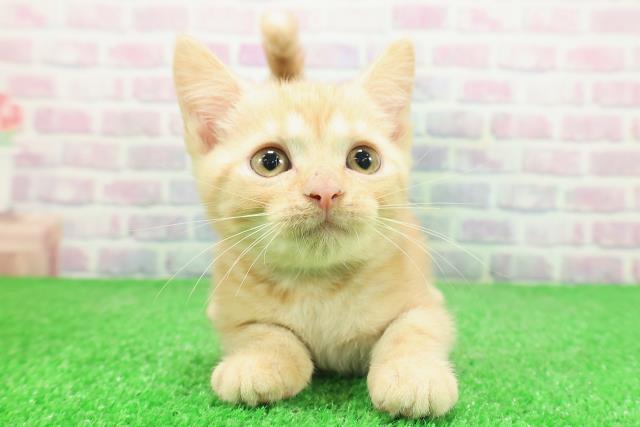 東京都のアメリカンショートヘアー (Coo&RIKU高円寺店/2025年11月19日生まれ/男の子/カメオタビー)の子猫の1枚目の画像