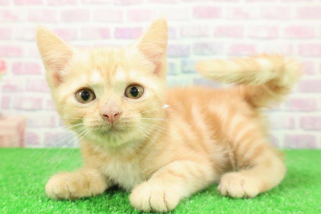 東京都のアメリカンショートヘアー (Coo&RIKU高円寺店/2025年11月19日生まれ/男の子/カメオタビー)の子猫の2枚目の画像