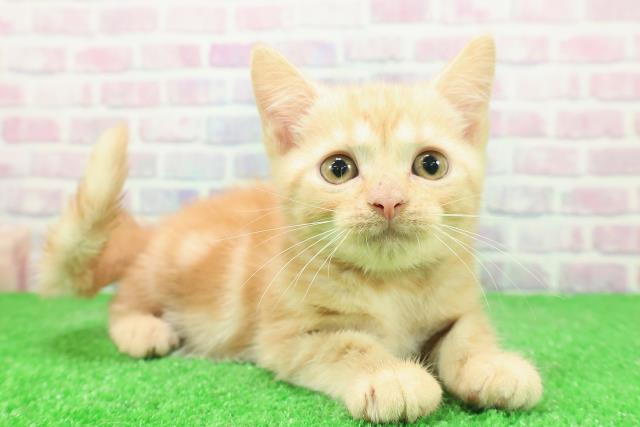 東京都のアメリカンショートヘアー (Coo&RIKU高円寺店/2025年11月19日生まれ/男の子/カメオタビー)の子猫の3枚目の画像