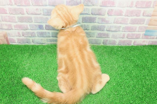 東京都のアメリカンショートヘアー (Coo&RIKU高円寺店/2025年11月19日生まれ/男の子/カメオタビー)の子猫の4枚目の画像