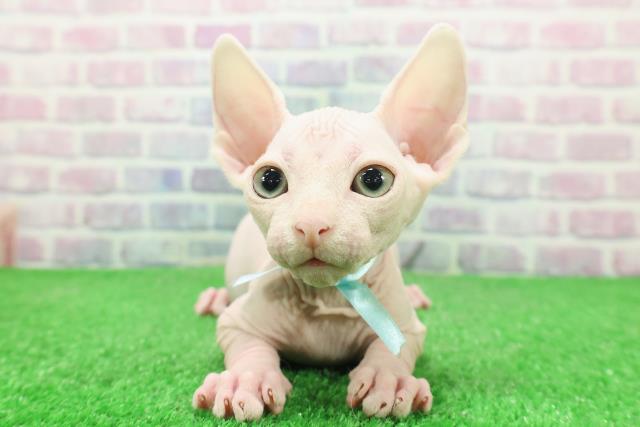 東京都のスフィンクス (Coo&RIKU池袋西口店/2025年11月25日生まれ/男の子/ブルーホワイト)の子猫