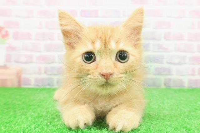 茨城県のラガマフィン (Coo&RIKUコメリパワーつくば西店/2025年11月2日生まれ/男の子/レッドマッカレルタビー)の子猫の1枚目の画像