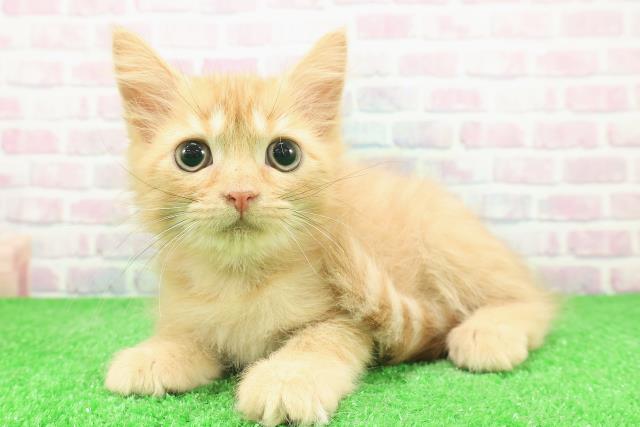 茨城県のラガマフィン (Coo&RIKUコメリパワーつくば西店/2025年11月2日生まれ/男の子/レッドマッカレルタビー)の子猫の2枚目の画像