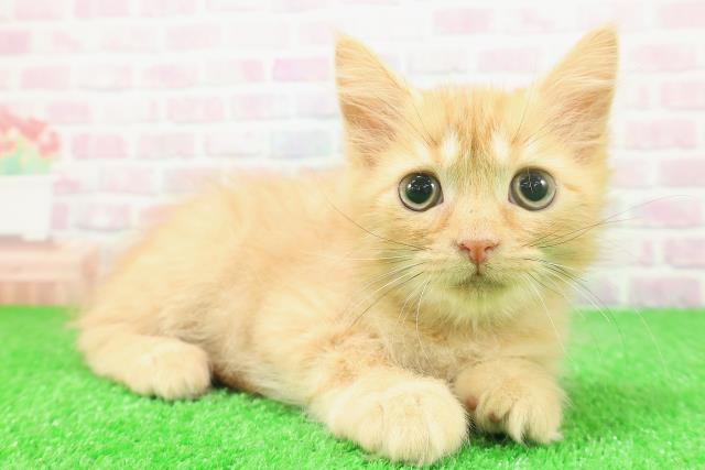 茨城県のラガマフィン (Coo&RIKUコメリパワーつくば西店/2025年11月2日生まれ/男の子/レッドマッカレルタビー)の子猫の3枚目の画像