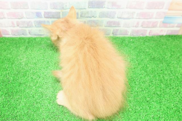 茨城県のラガマフィン (Coo&RIKUコメリパワーつくば西店/2025年11月2日生まれ/男の子/レッドマッカレルタビー)の子猫の4枚目の画像