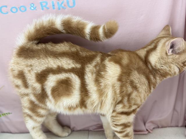 東京都のアメリカンショートヘアー (Coo&RIKU立川店/2025年11月22日生まれ/男の子/カメオタビー)の子猫の3枚目の画像