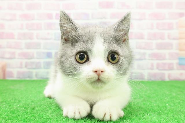 東京都のブリティッシュショートヘアー (Coo&RIKU池袋西口店/2025年11月17日生まれ/女の子/ブルーホワイト)の子猫の1枚目の画像