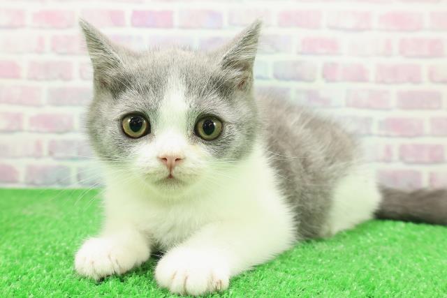 東京都のブリティッシュショートヘアー (Coo&RIKU池袋西口店/2025年11月17日生まれ/女の子/ブルーホワイト)の子猫の2枚目の画像