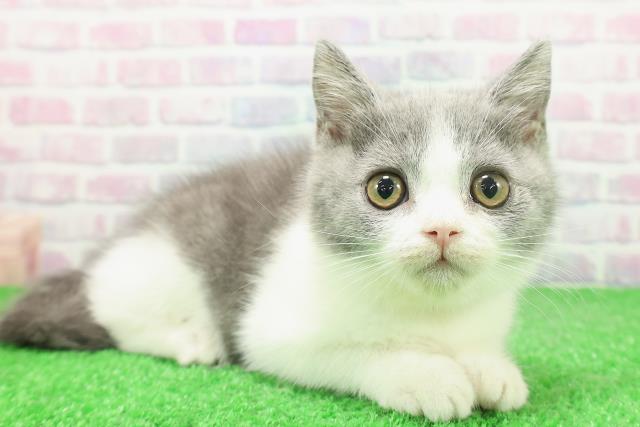 東京都のブリティッシュショートヘアー (Coo&RIKU池袋西口店/2025年11月17日生まれ/女の子/ブルーホワイト)の子猫の3枚目の画像