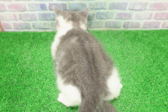東京都のブリティッシュショートヘアー (Coo&RIKU池袋西口店/2025年11月17日生まれ/女の子/ブルーホワイト)の子猫の4枚目の画像