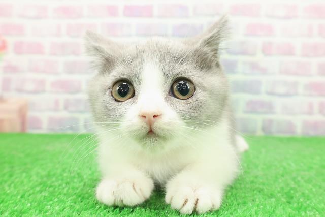 東京都のブリティッシュショートヘアー (Coo&RIKU練馬店/2025年11月17日生まれ/女の子/ブルーホワイト)の子猫の1枚目の画像