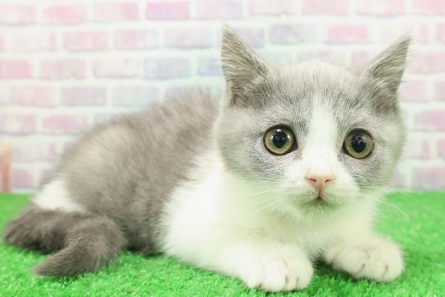 東京都のブリティッシュショートヘアー (Coo&RIKU練馬店/2025年11月17日生まれ/女の子/ブルーホワイト)の子猫の3枚目の画像