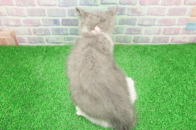 東京都のブリティッシュショートヘアー (Coo&RIKU練馬店/2025年11月17日生まれ/女の子/ブルーホワイト)の子猫の4枚目の画像