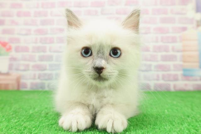 東京都のラグドール (Coo&RIKU中野サンモール店/2025年11月28日生まれ/男の子/ブルーポイントミテッド)の子猫の1枚目の画像