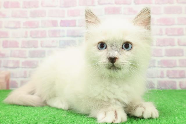 東京都のラグドール (Coo&RIKU中野サンモール店/2025年11月28日生まれ/男の子/ブルーポイントミテッド)の子猫の3枚目の画像