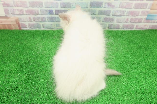 東京都のラグドール (Coo&RIKU中野サンモール店/2025年11月28日生まれ/男の子/ブルーポイントミテッド)の子猫の4枚目の画像