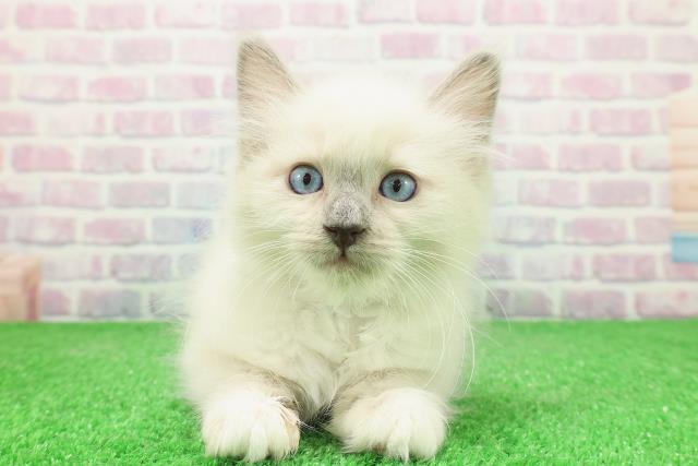 神奈川県のラグドール (Coo&RIKU横浜青葉店/2025年11月28日生まれ/男の子/ブルーポイントミテッド)の子猫の1枚目の画像