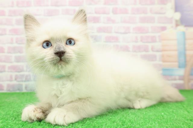 神奈川県のラグドール (Coo&RIKU横浜青葉店/2025年11月28日生まれ/男の子/ブルーポイントミテッド)の子猫の2枚目の画像