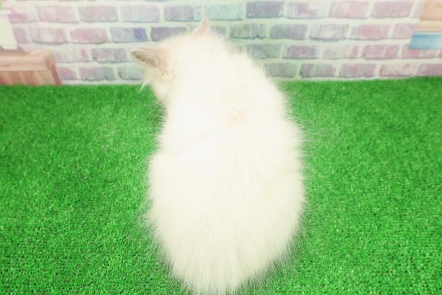 神奈川県のラグドール (Coo&RIKU横浜青葉店/2025年11月28日生まれ/男の子/ブルーポイントミテッド)の子猫の4枚目の画像