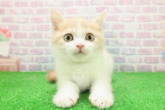 東京都のブリティッシュショートヘアー (Coo&RIKU大久保店/2025年11月19日生まれ/男の子/クリームホワイト)の子猫の1枚目の画像