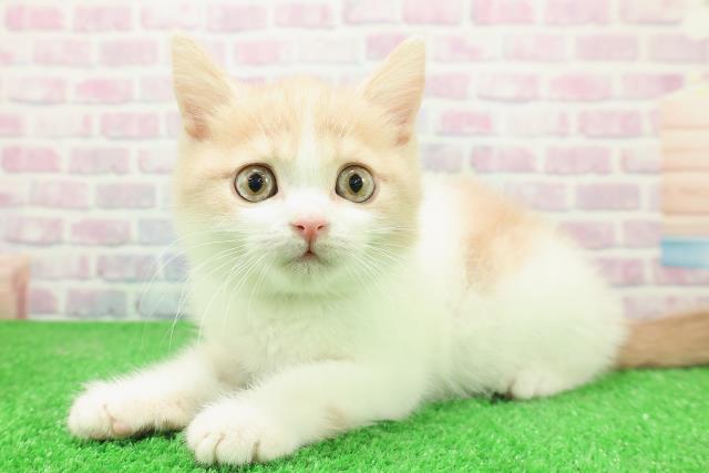 東京都のブリティッシュショートヘアー (Coo&RIKU大久保店/2025年11月19日生まれ/男の子/クリームホワイト)の子猫の2枚目の画像