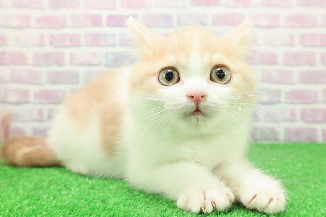 東京都のブリティッシュショートヘアー (Coo&RIKU大久保店/2025年11月19日生まれ/男の子/クリームホワイト)の子猫の3枚目の画像