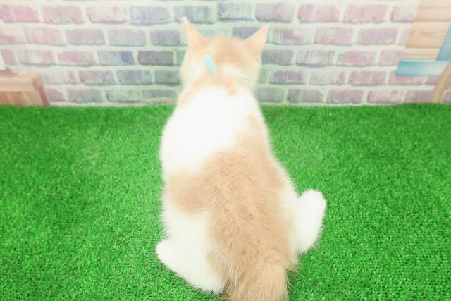 東京都のブリティッシュショートヘアー (Coo&RIKU大久保店/2025年11月19日生まれ/男の子/クリームホワイト)の子猫の4枚目の画像