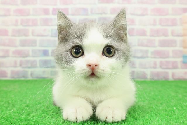 東京都のブリティッシュショートヘアー (Coo&RIKU中野サンモール店/2025年11月24日生まれ/男の子/ブルーホワイト)の子猫の1枚目の画像