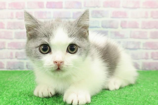 東京都のブリティッシュショートヘアー (Coo&RIKU中野サンモール店/2025年11月24日生まれ/男の子/ブルーホワイト)の子猫の2枚目の画像